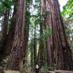 19131期双色球开奖结果公布:幸运号码揭晓 pczm0x2